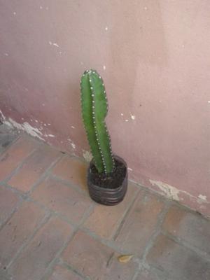 cactus 60 cm planta del norte argentino