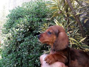 dachshund salchichas con pedigree - LISTOS PARA ENTREGAR