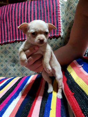 Chihuahua Hembra mini hermosa