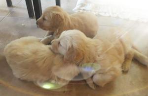 Golden Retriever vendo