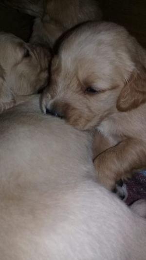 Hermosos Golden Retriever