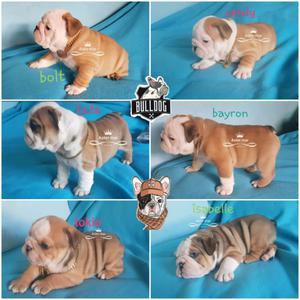 Bulldog ingles con chip únicos los mejores de expocicion