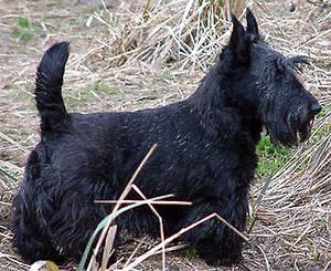 Scottish terrier cachorros