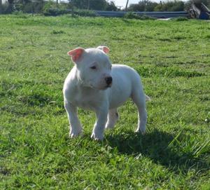 vendo cachorra apbt