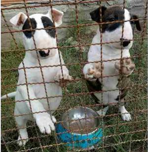 Bull terrier cachorros mach y hembr varias camadas