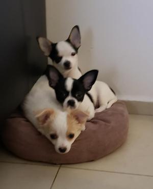 Cachorros Chihuahua