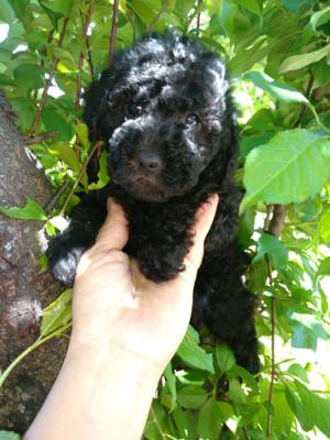 Caniche negra hembra lista para entregar