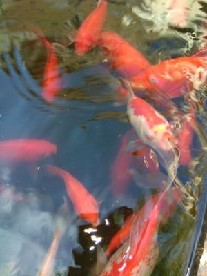 Vendo peces para estanque grandes, (cometas carassius), de