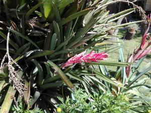 Bromelias en flor, 