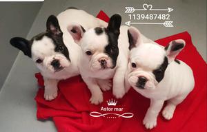 Bulldog frances fca unicos los mas lindos fotos reales