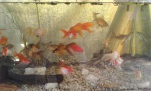 Peces goldfish oranda adultos