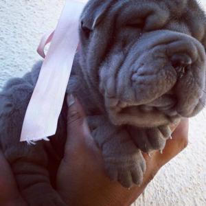 Shar pei hembra blue fca