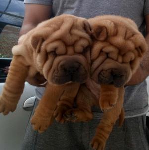 Shar pei hembras