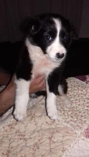 Ultimas cachorras border collie