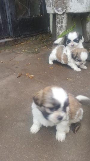 VENDO SHIH TZU MINI - ULTIMA HEMBRA