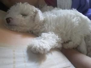 Vendo caniche toy