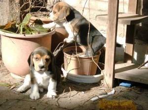 cachorro beagles hermosos¡¡¡