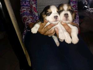 HERMOSOS CACHARRITOS BEAGLE 13"