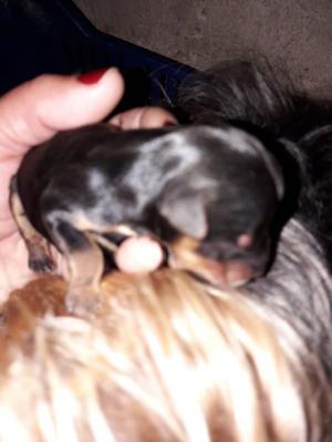 vendo cachorritos yorkshire
