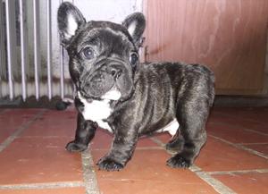 Bulldog frances machito