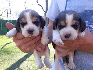 Cachorros Beagle machos tricolor.
