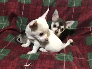 Cachorros Chihuahua con pedigrí
