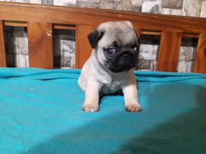 Pug macho hermosoo