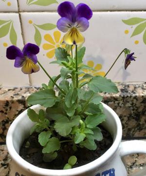 Viola tricolor x 3