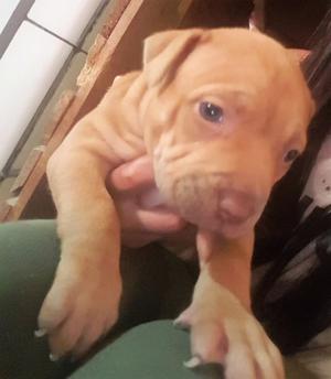 venta cachorros pitbulls zona san martin $