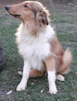 Collie cachorro macho 9 meses