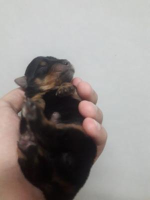 vendo cachorritos yorkshire