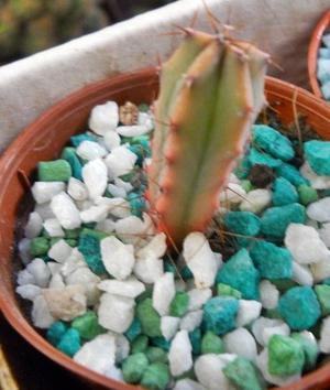 Cactus Cereus Variegado Maceta 6
