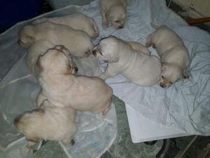 Golden retriever para vender en Chilecito La Rioja