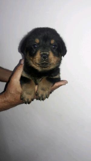 Rottweilers hermosos !!!!