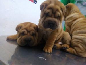 Shar pei hembras