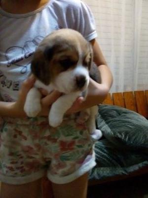 hermosos cachorros beagle