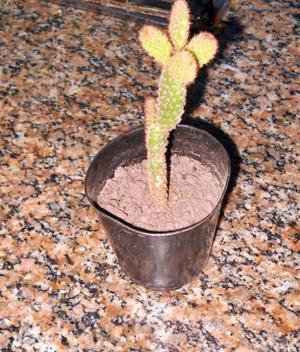 opuntia rufida minima maceta 9