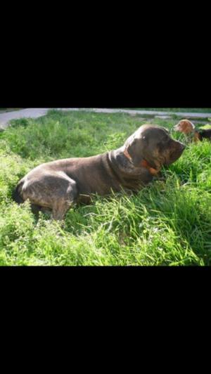 CACHORRA Fila Brasilero