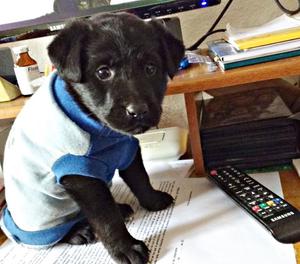 CACHORROS,ADULTOS PERROS GATOS EN ADOPCIÒN RESPONSABLE