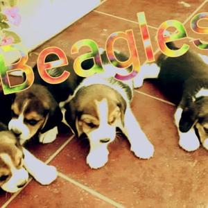 Cachorros Beagles con FCA