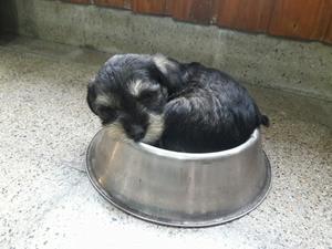 Mini schnauzer sal.y.pimienta