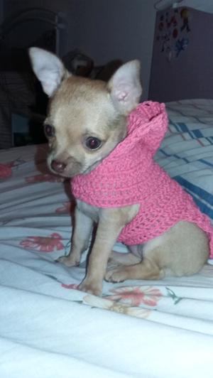 Vendo Chihuahua hembra