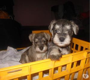 Vendo cachorros schnauzer miniatura