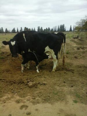 Vendo vaca olando preñada