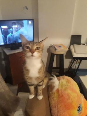 Gatita doy en adopcion por viaje