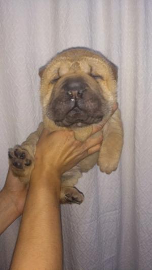 Hembra Shar pei