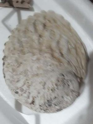 gran molusco formador de perlas de mar- se ve bien el nacar-