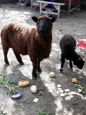 oveja corderos y corderito