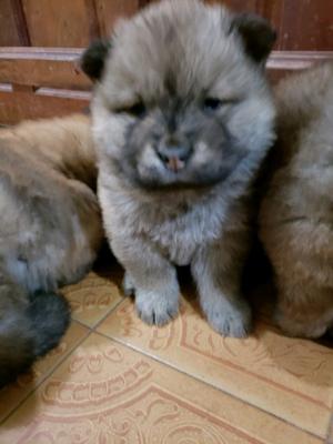 Chow chow de 45 dias