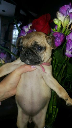 PUG HEMBRITA MINI unica